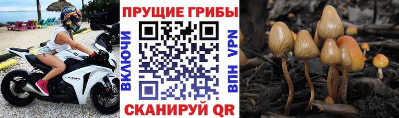 Псилоцибиновые грибы ЛСД где найти наркотики Бавлы